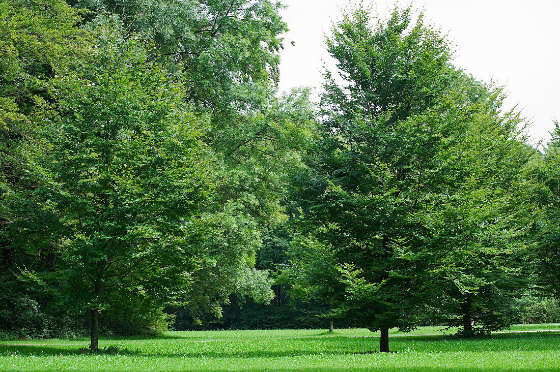 Englischer Garten, München, Oberbayern, Bayern, Deutschland