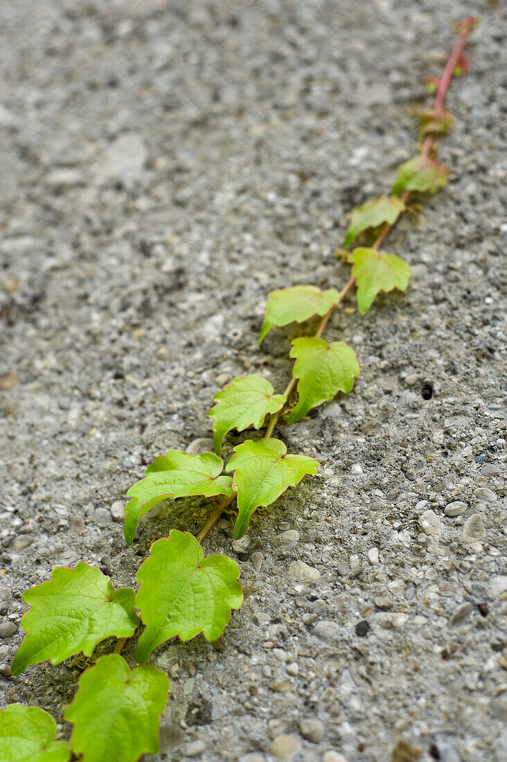 Ivy on Wall