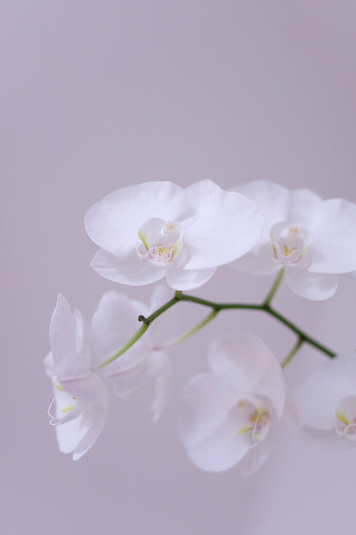 White Orchid