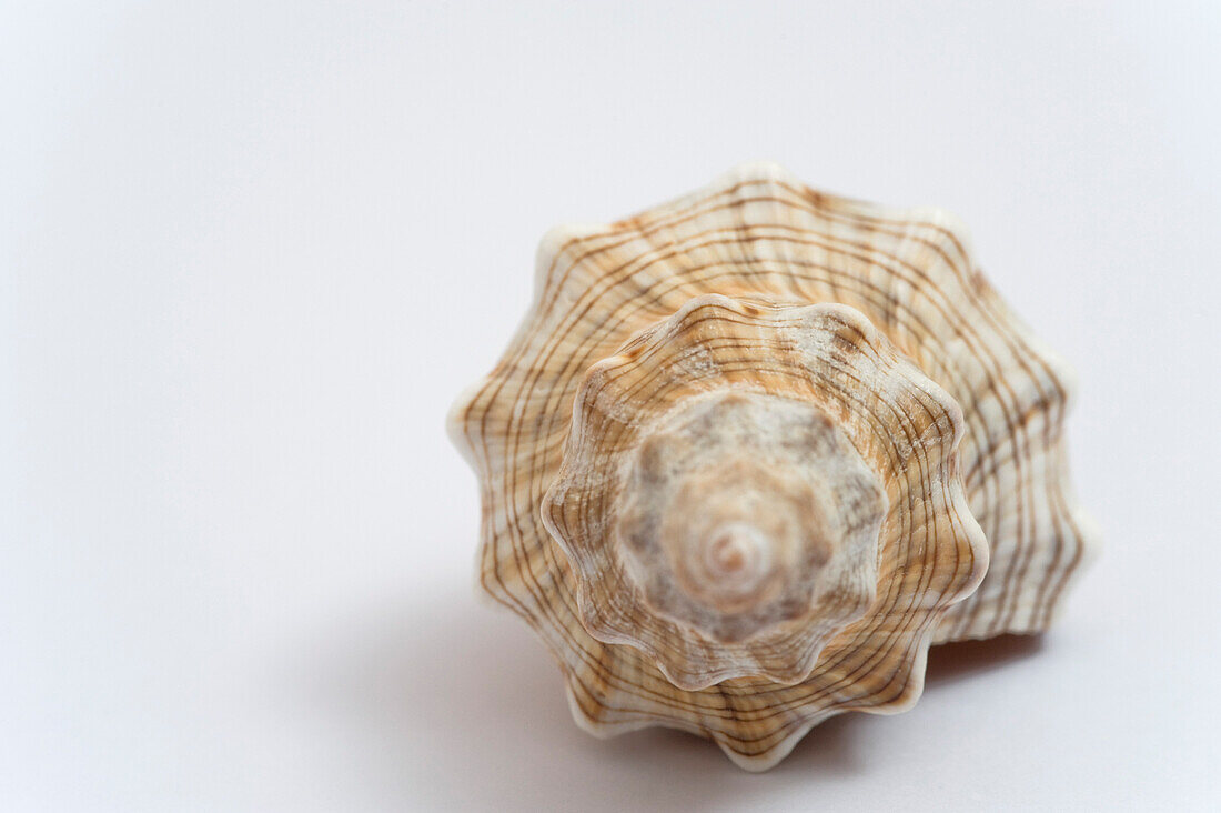 Still Life of Seashell