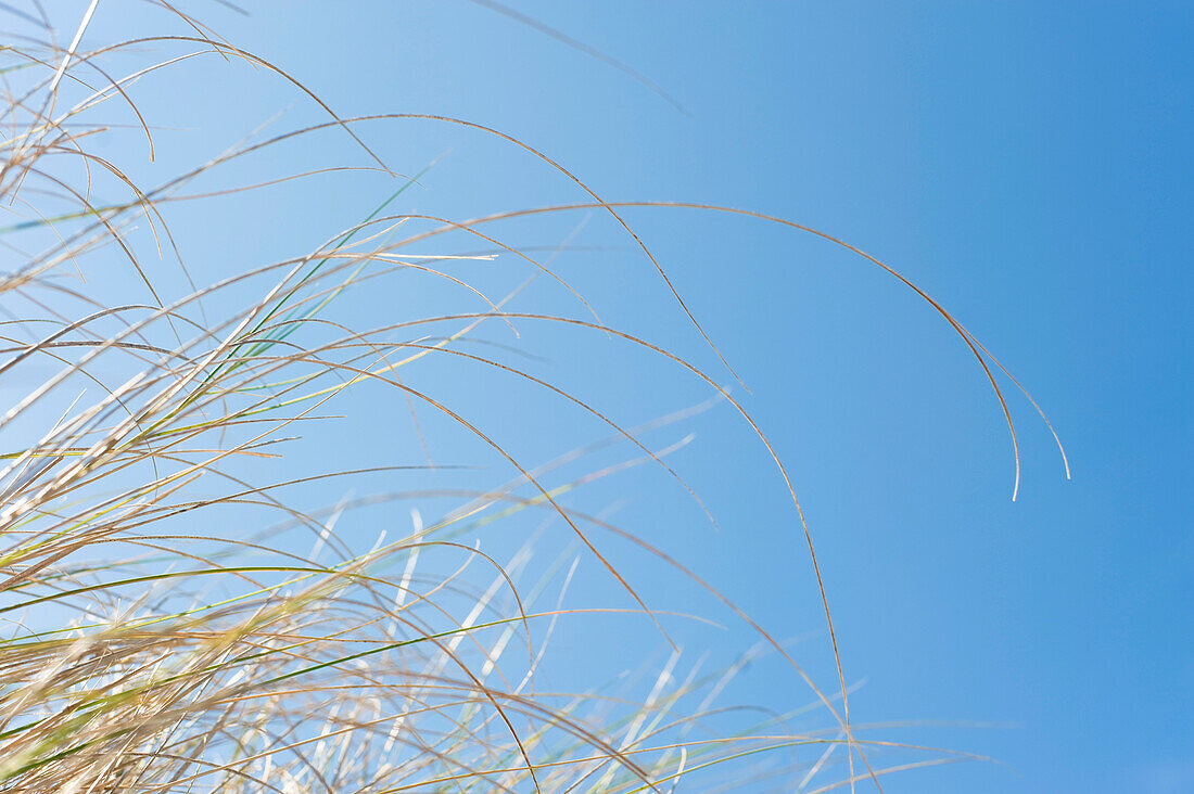 Gras vor blauem Himmel, Hernando Beach, Florida, USA