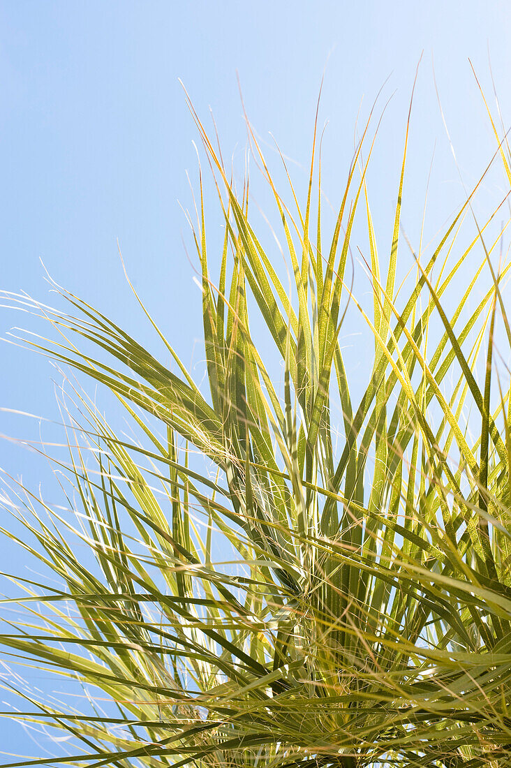 Close-up of Palm Fronds, Hernando Beach, Florida, USA