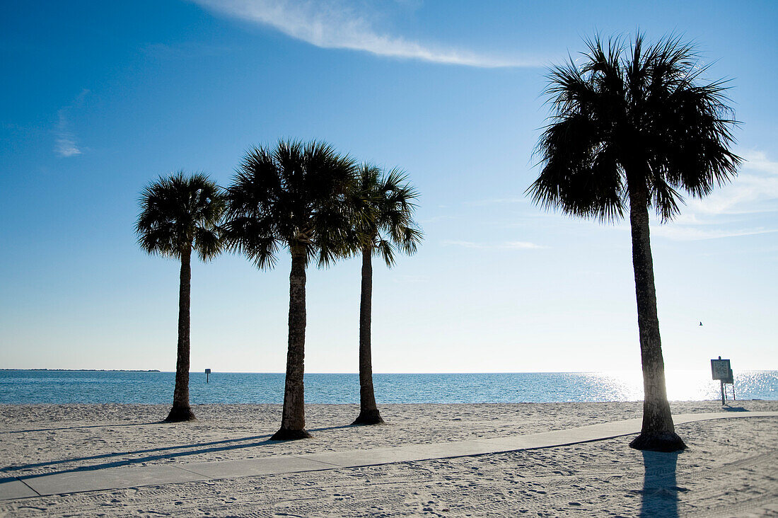 Palm Trees on Beach, Hernando Beach, Florida, USA