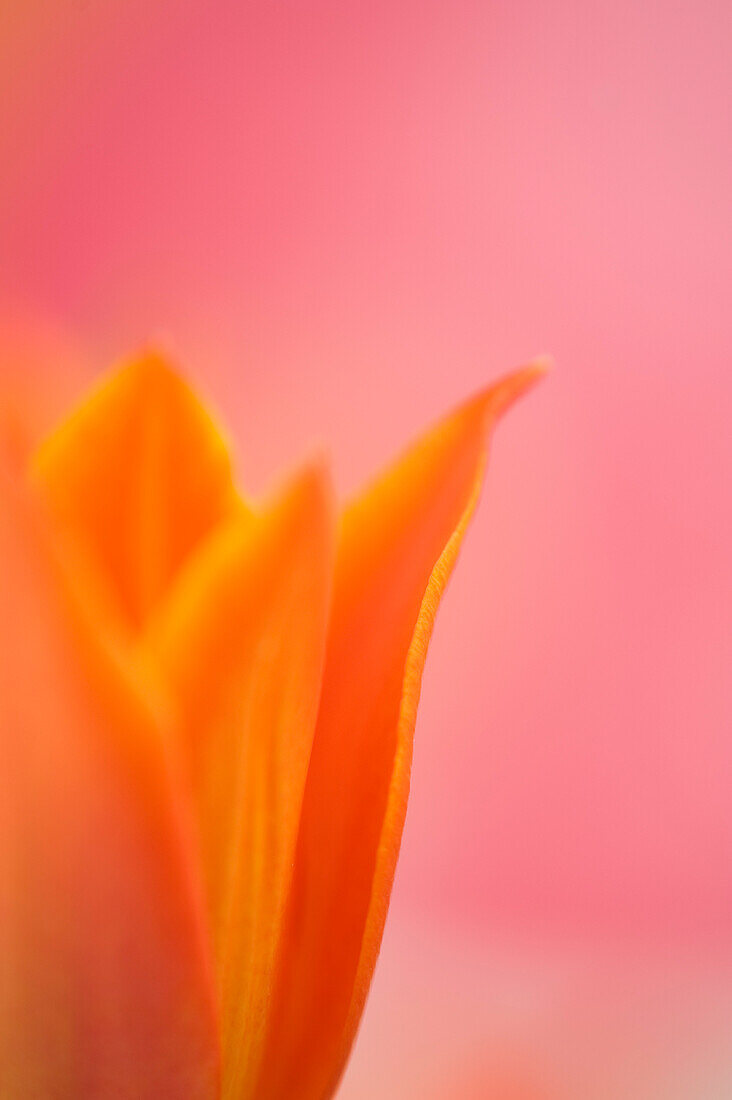 Close-up of Tulip