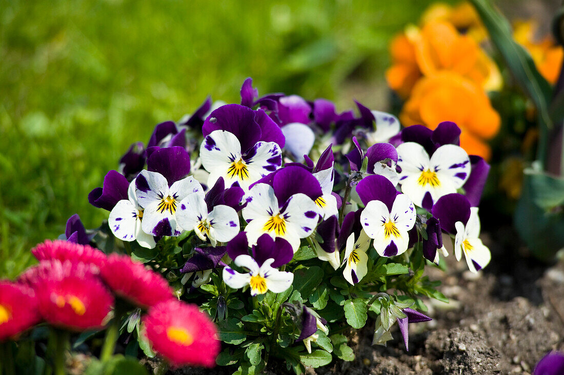 Viola, Mirabell Garden, Salzburg, Salzburger Land, Austria