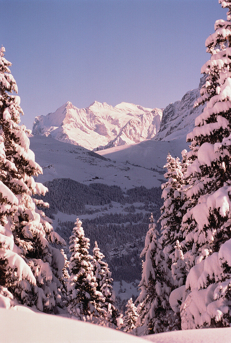 Mount Wetterhorn and Snow Covered Trees Switzerland