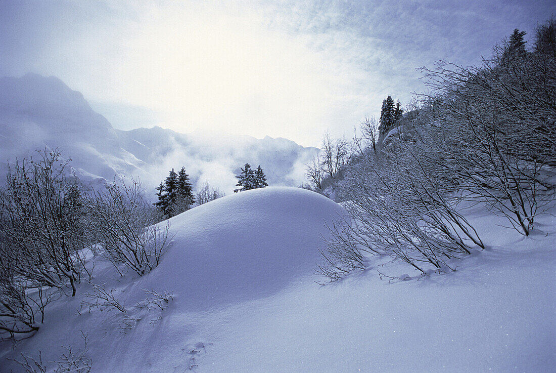 Schneebedeckte Bäume und Landschaft, Jungfrau Region, Schweiz