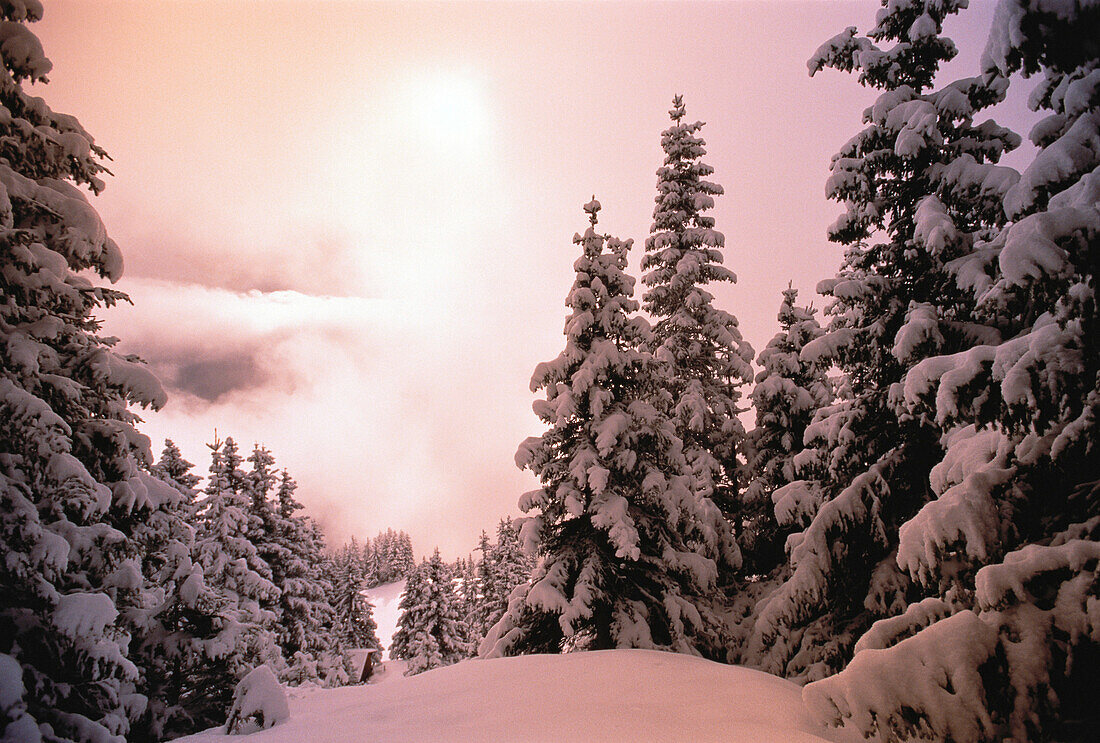 Schneebedeckte Bäume, Jungfrau Region, Schweiz
