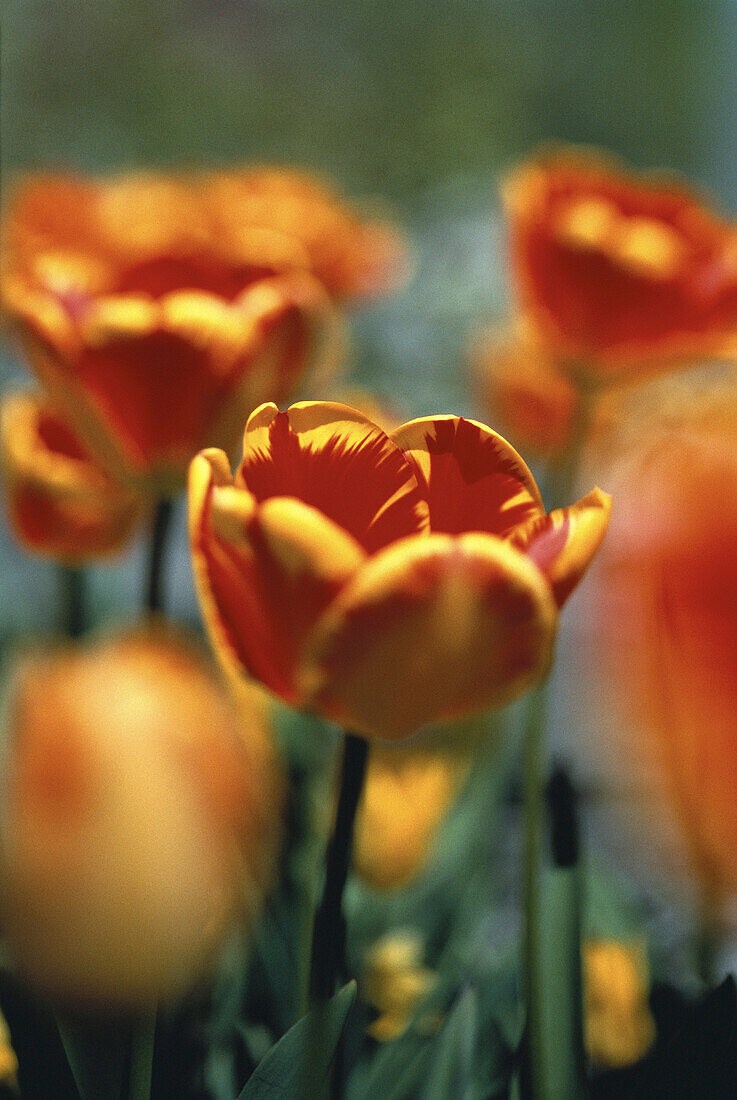 Nahaufnahme von Tulpen, Österreich