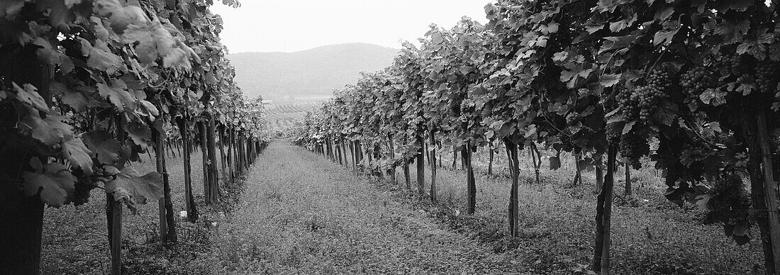 Vineyard, Wachau, Austria