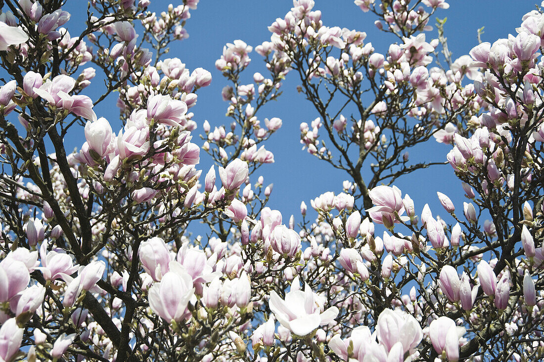 Magnolia Tree