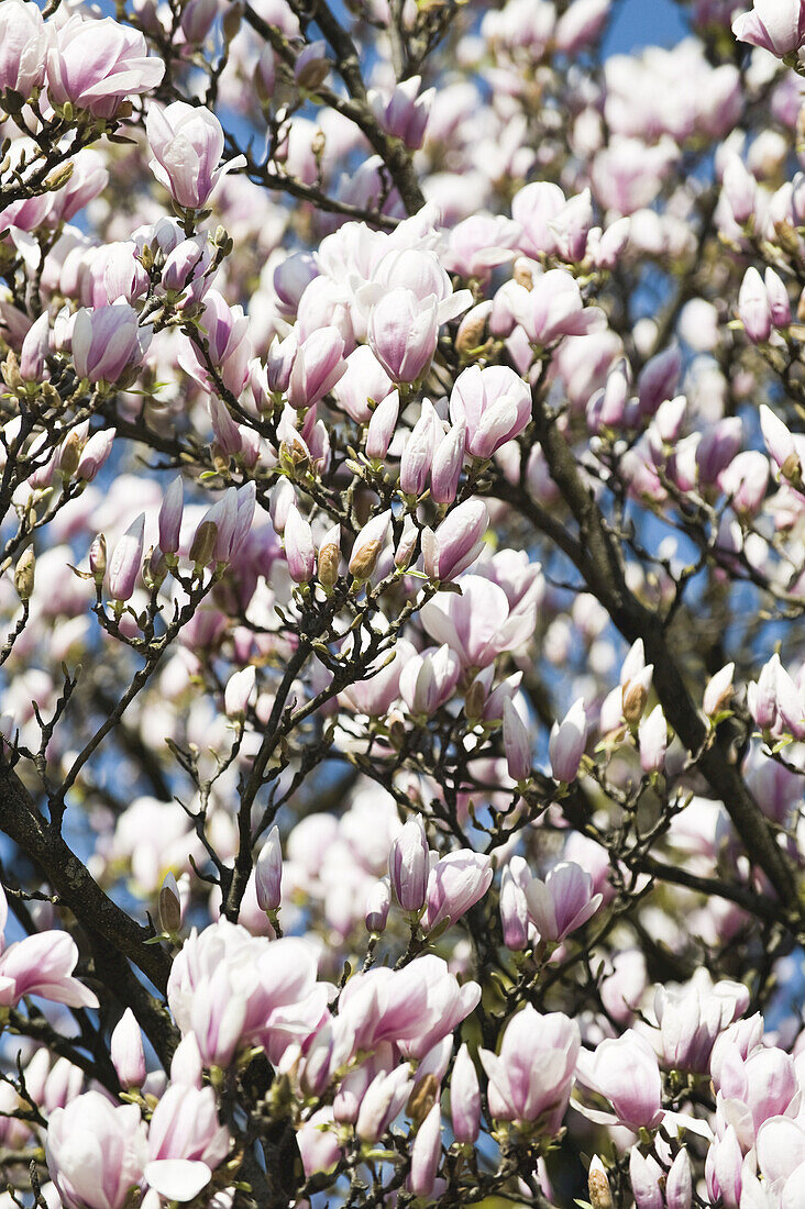 Magnolia Tree