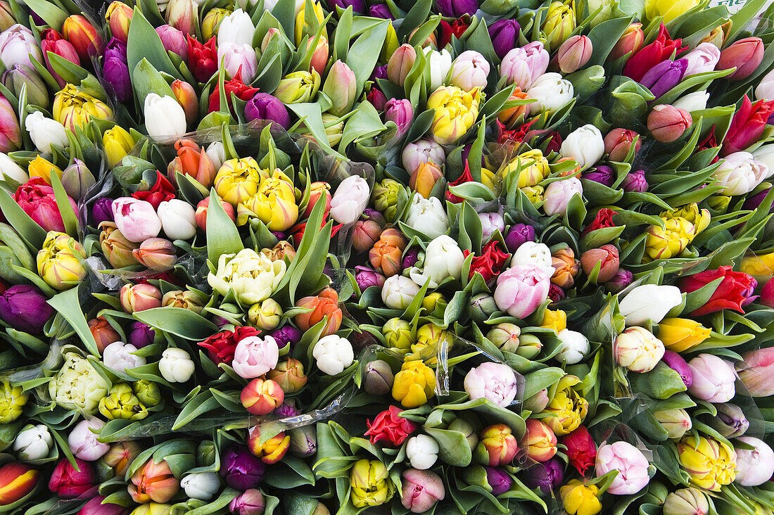 Tulpen auf dem Blumenmarkt, Salzburger Land, Österreich