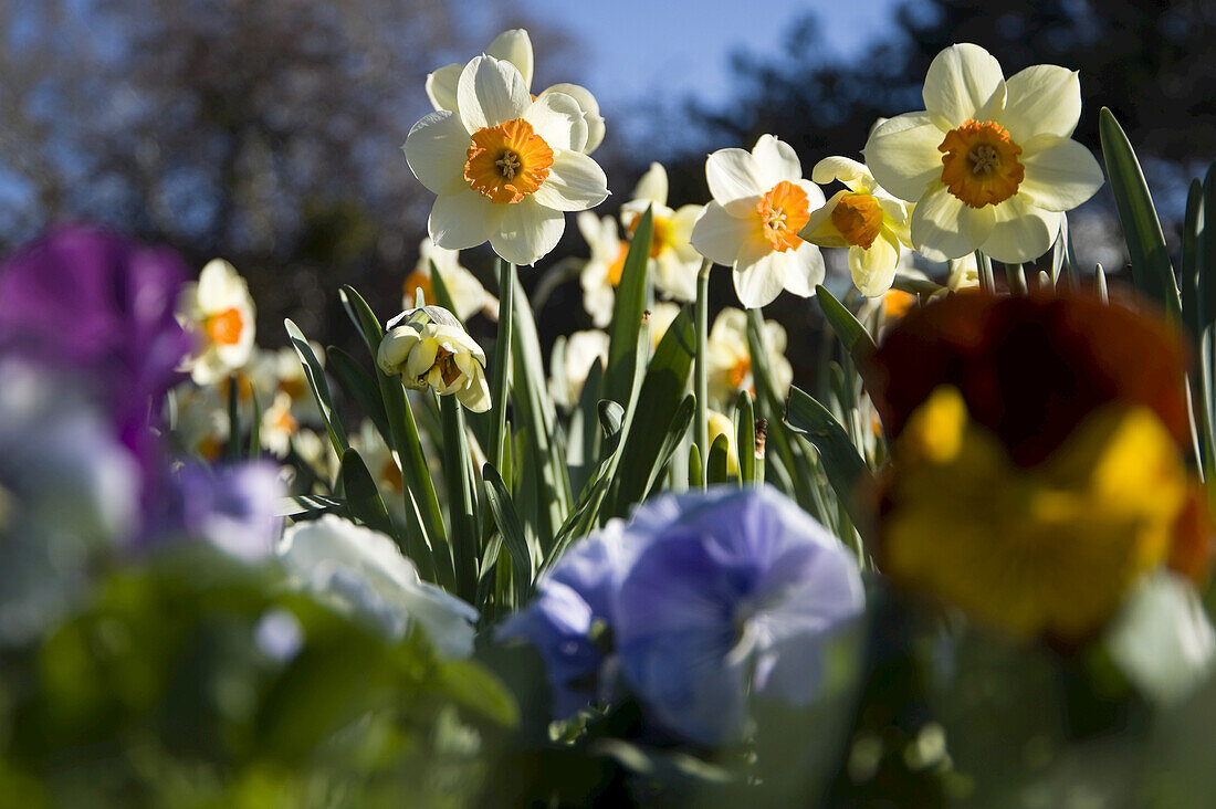 Daffodil, Salzburg, Austria