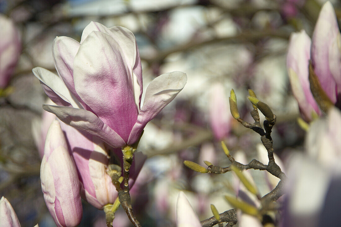 Magnolienblüten, Salzburg, Österreich