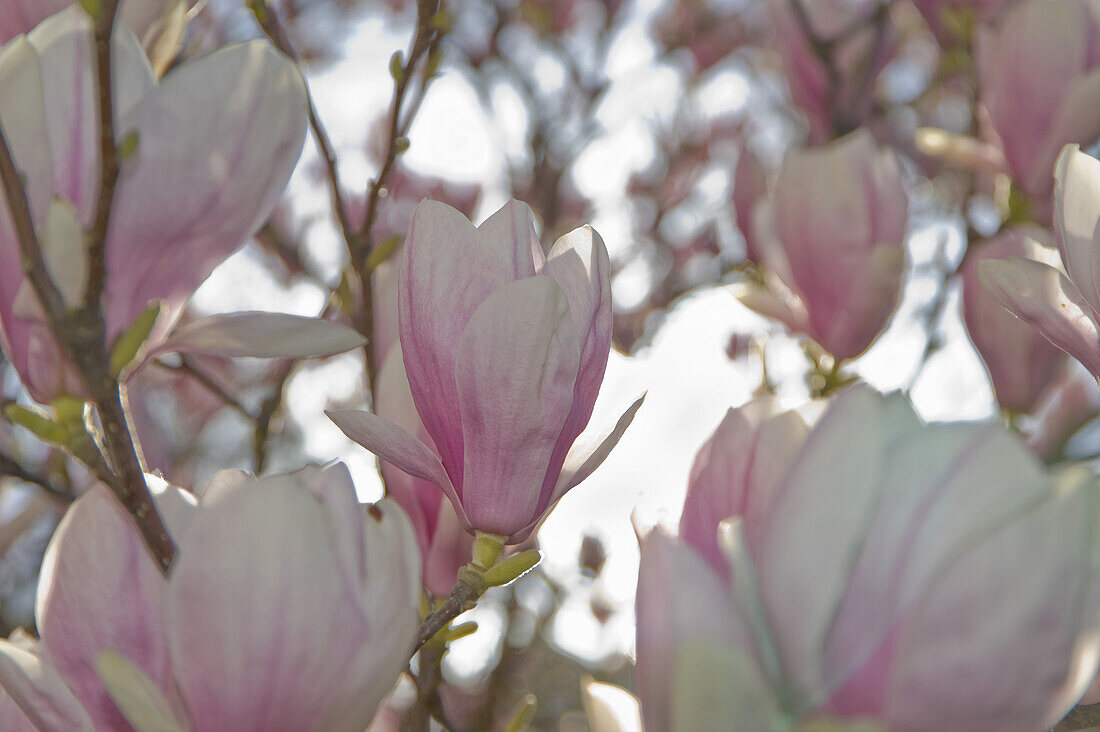 Magnolienblüten, Salzburg, Österreich