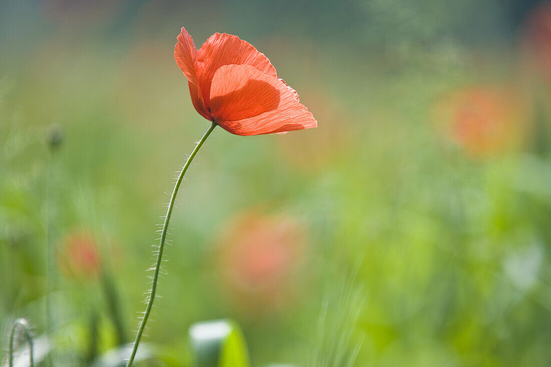 Bio-Weizenfeld und Mohnblumen, Salzburg, Österreich