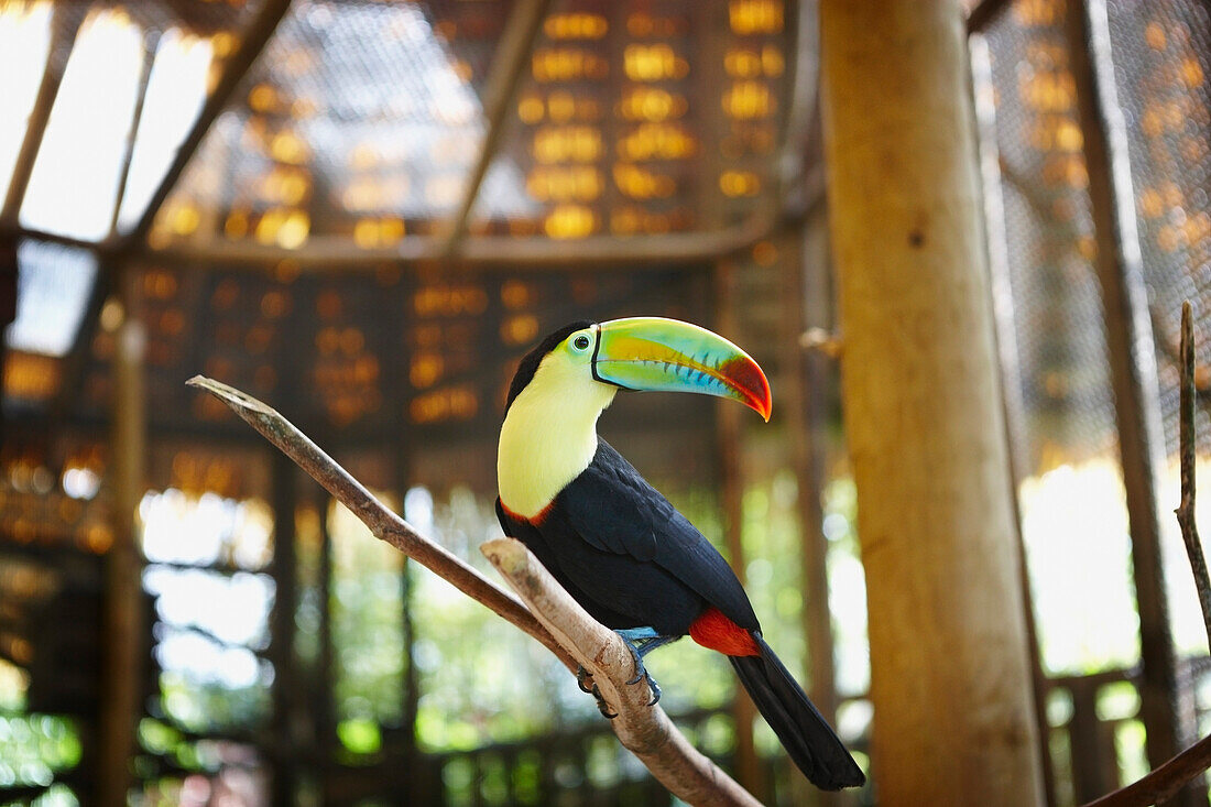 Tukan im Zoo, Costa Rica