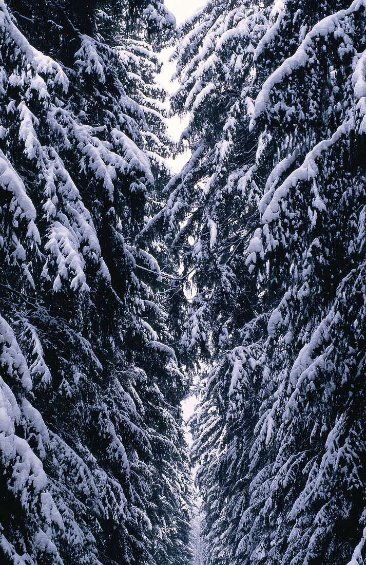 Winterlandschaft, Österreich