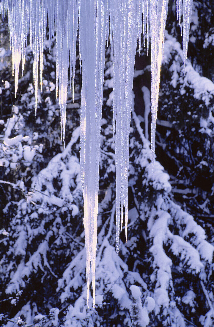 Eiszapfen und verschneite Bäume, Österreich