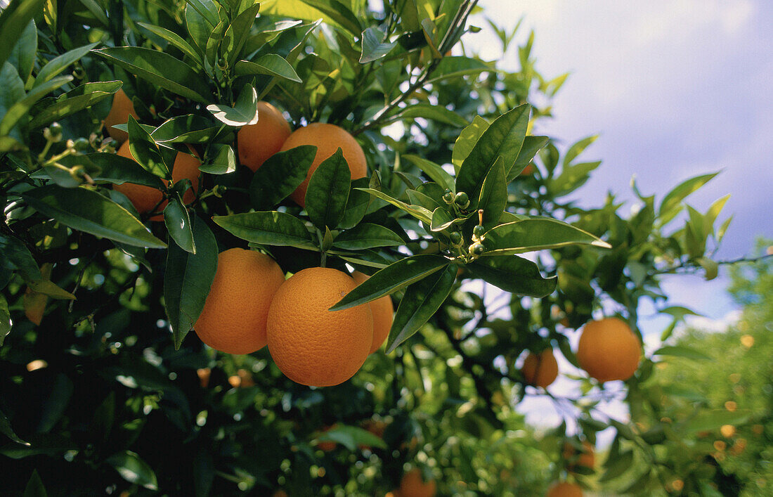 Orange Grove, Algarve, Portugal