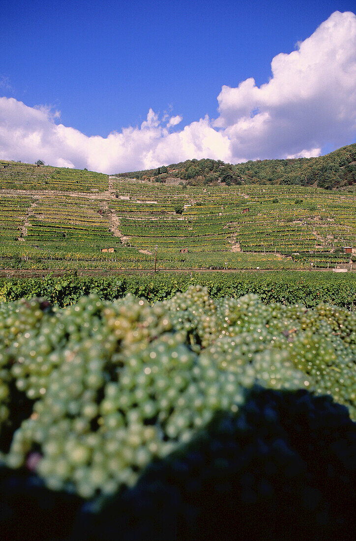 Vineyard, Wachau, Austria