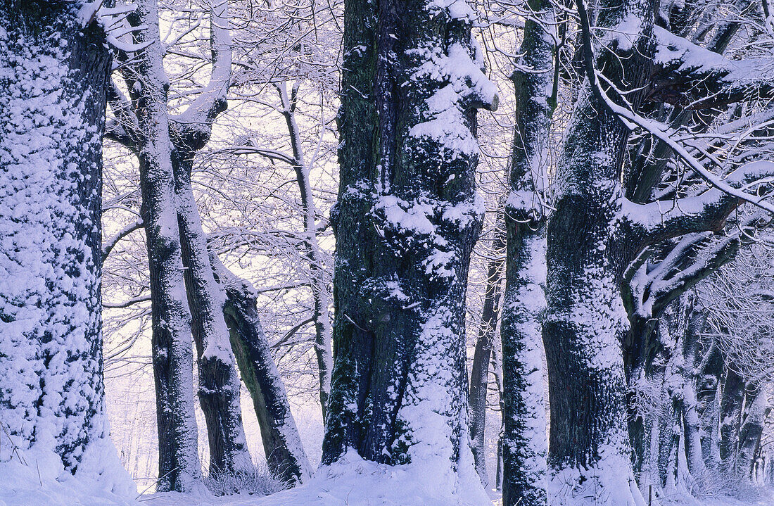 Winter Scenic, Austria