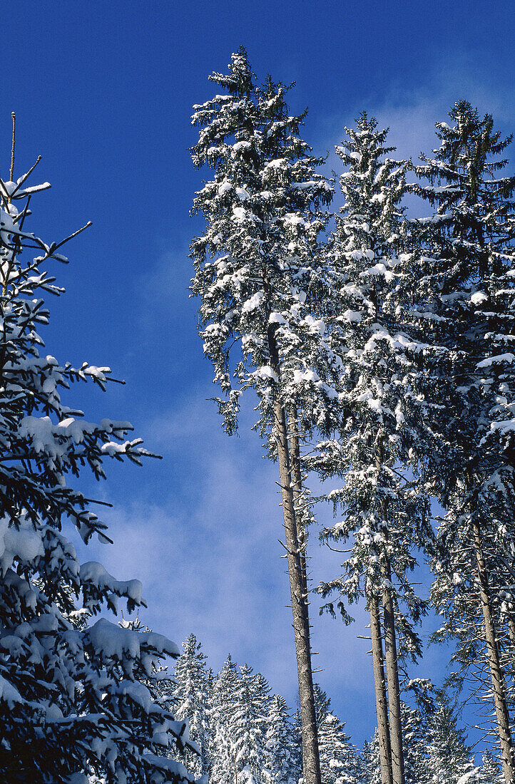 Schneebedeckte Bäume, Österreich