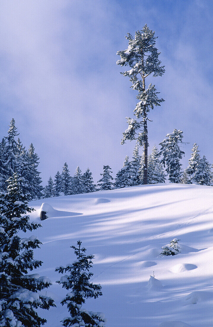 Winter Scenic, Austria