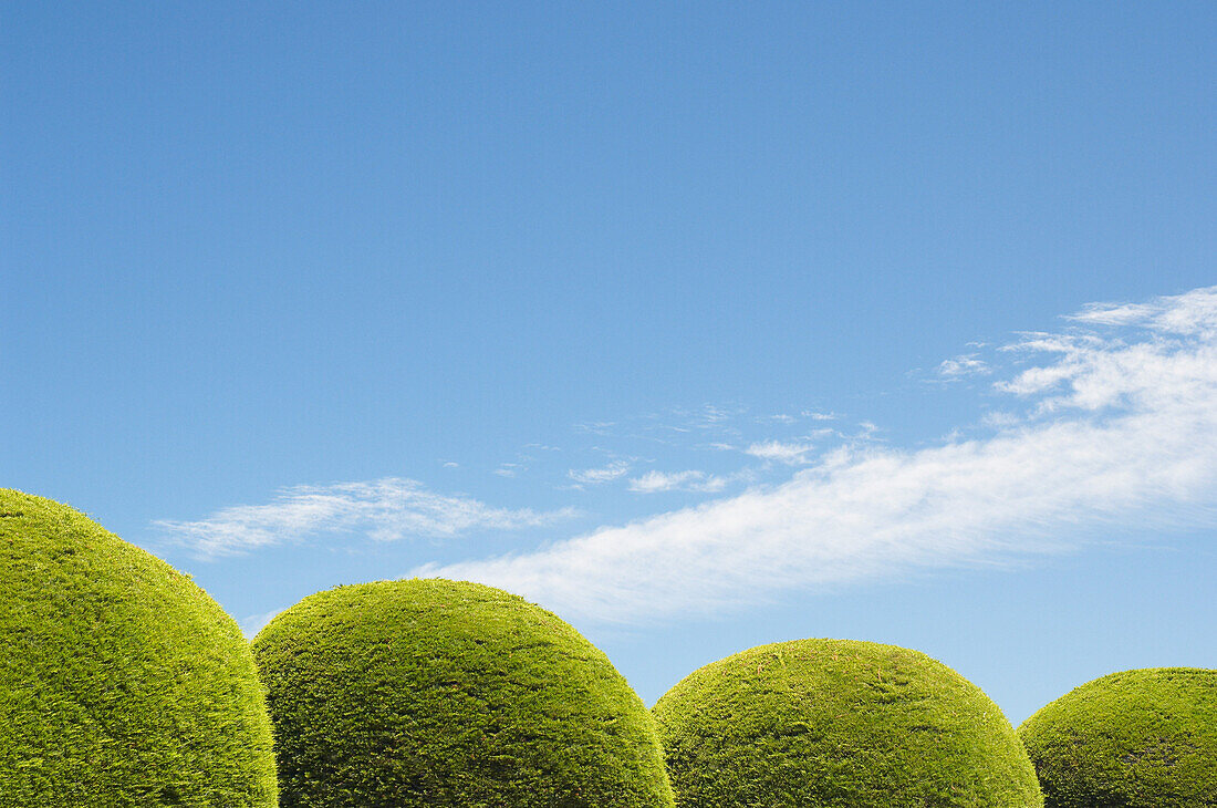 Round Hedges and Blue Sky