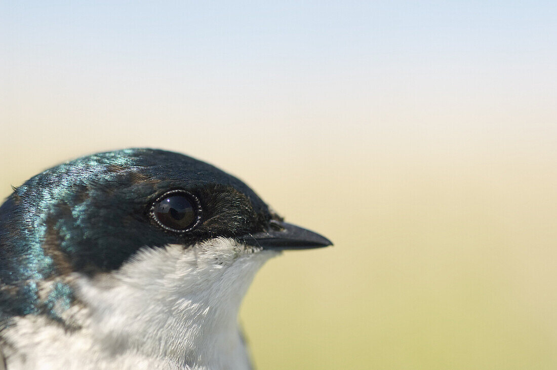 Close-up of Tree Swallow