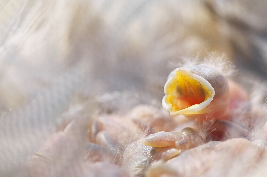 Baumschwalbenbaby im Nest, auf Nahrung wartend