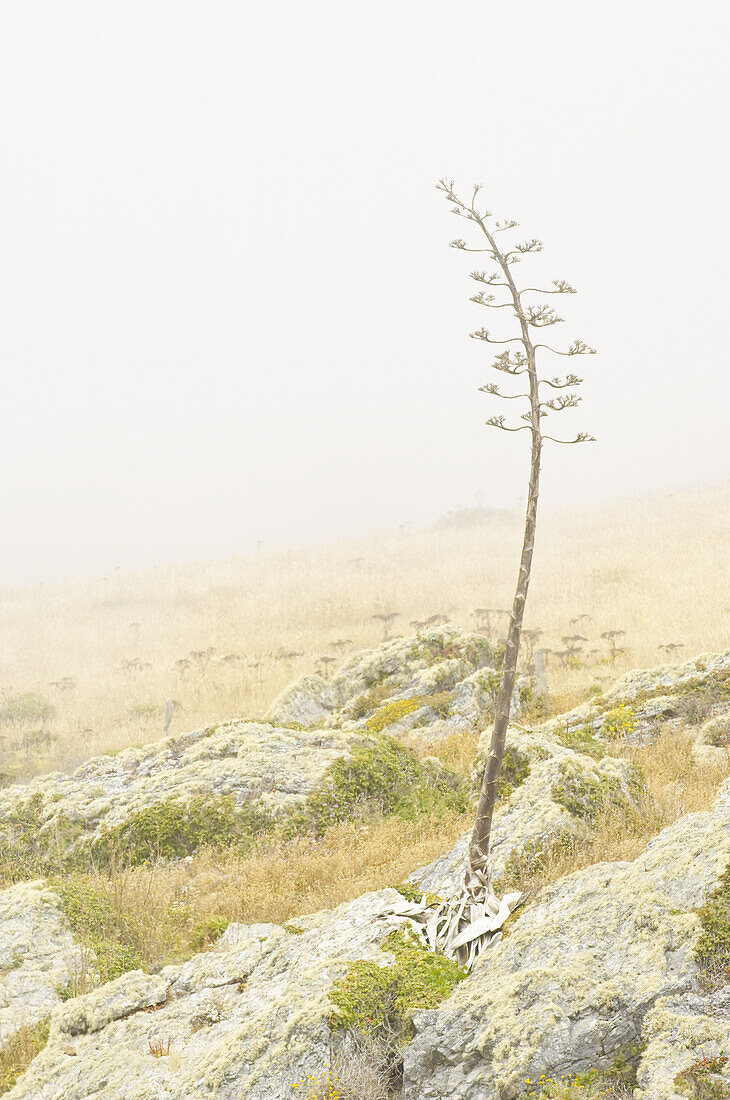 Getrocknete Yucca-Blume, Mendocino-Küste, Kalifornien, USA