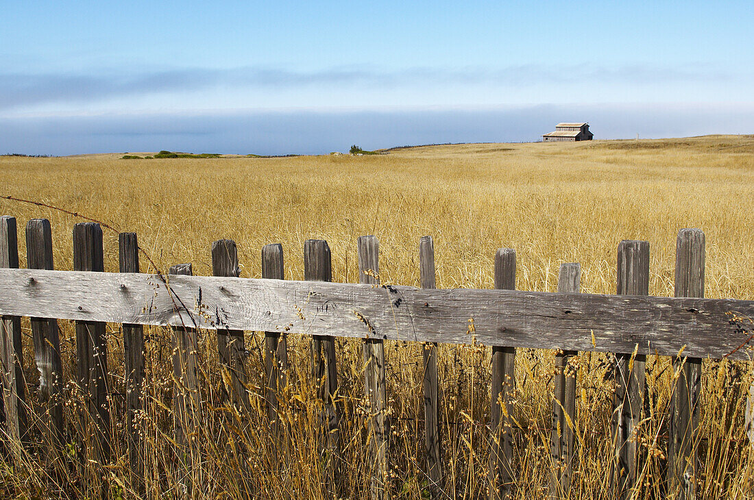 Old Barn in Field, Sonoma Coast, California, USA