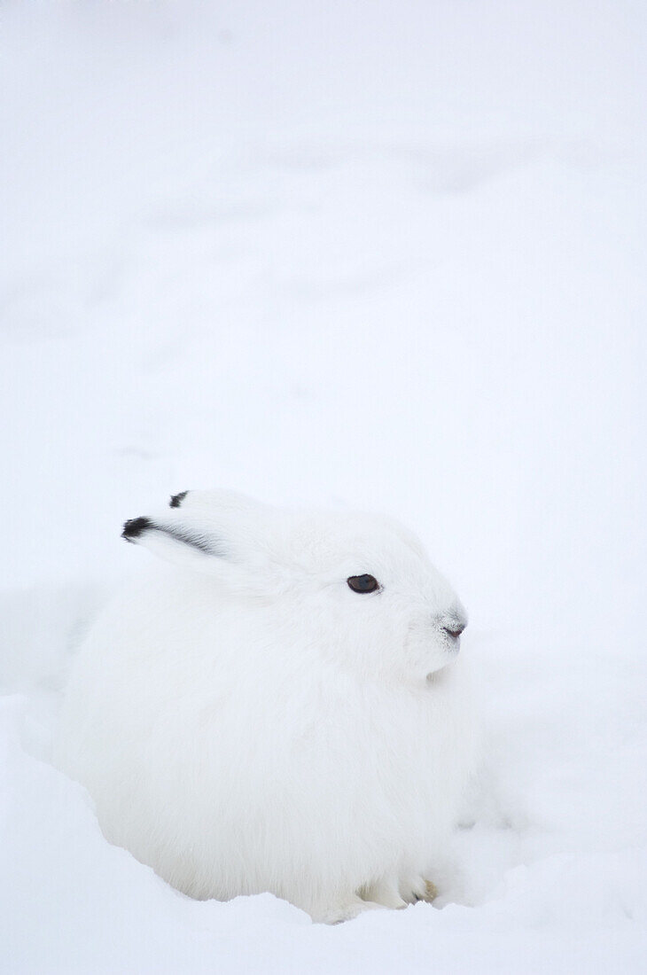 Arctic Hare in Snow