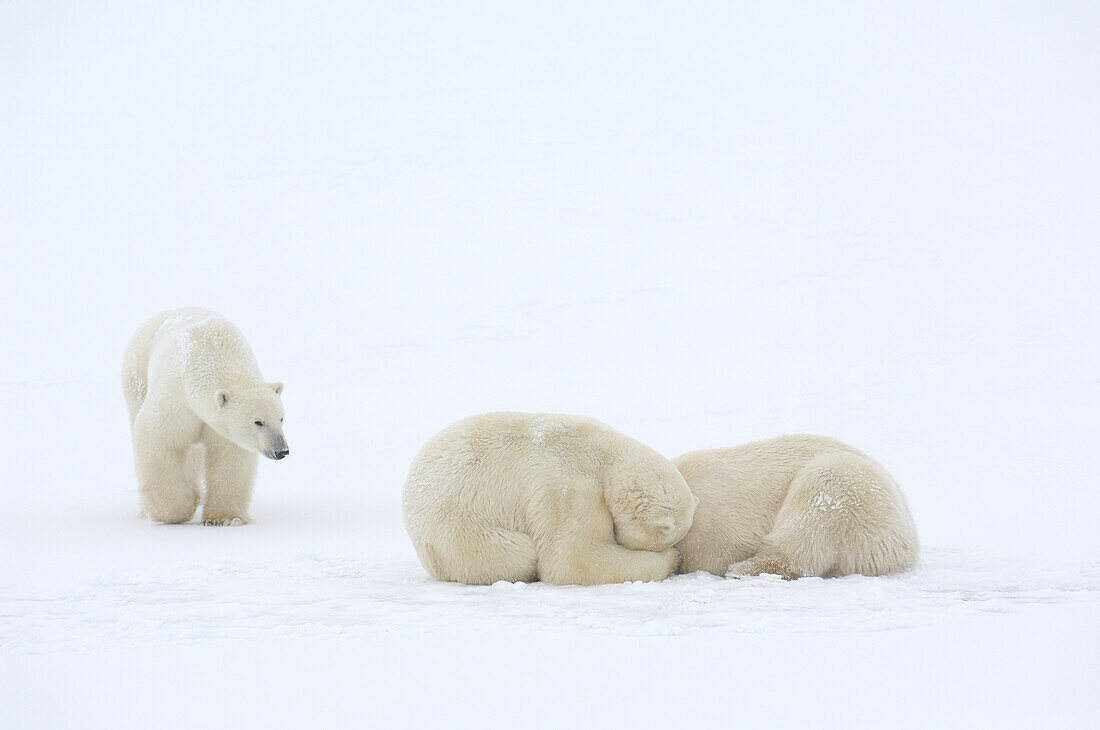 Eisbären auf Eis