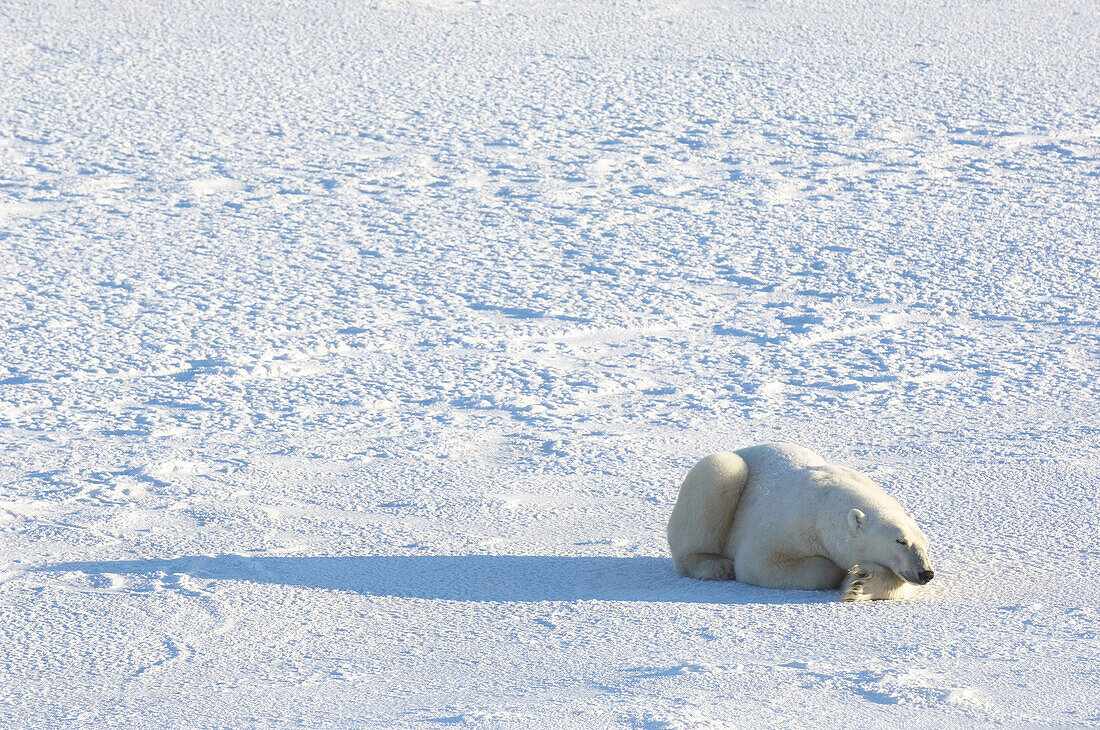 Polar Bear in Snow