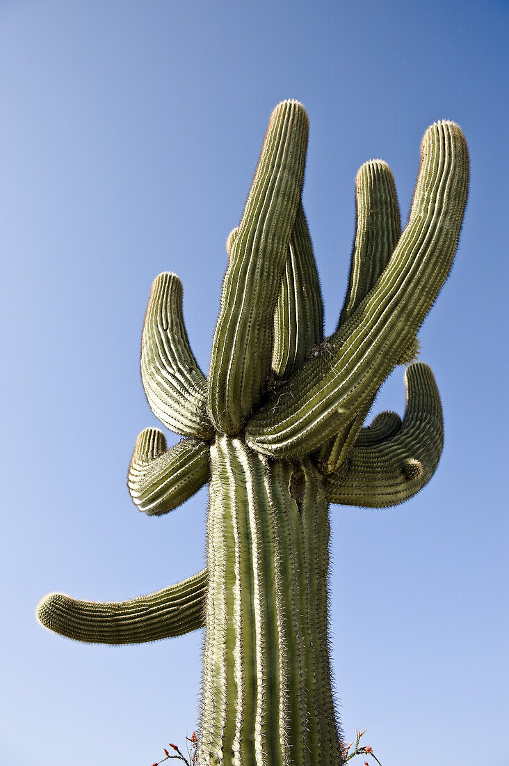 Kaktus in Yuma, Yuma Grafschaft, Arizona, USA