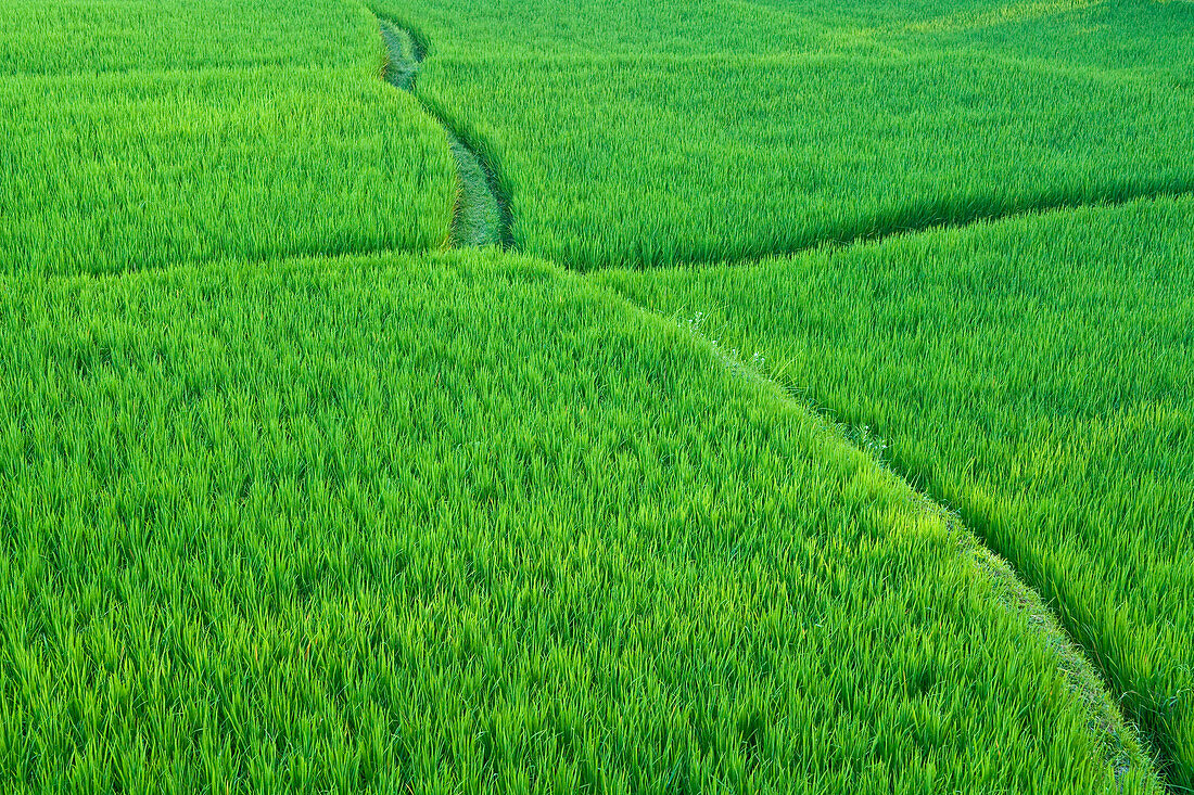 Rice Fields Near Ubud, Bali, Indonesia