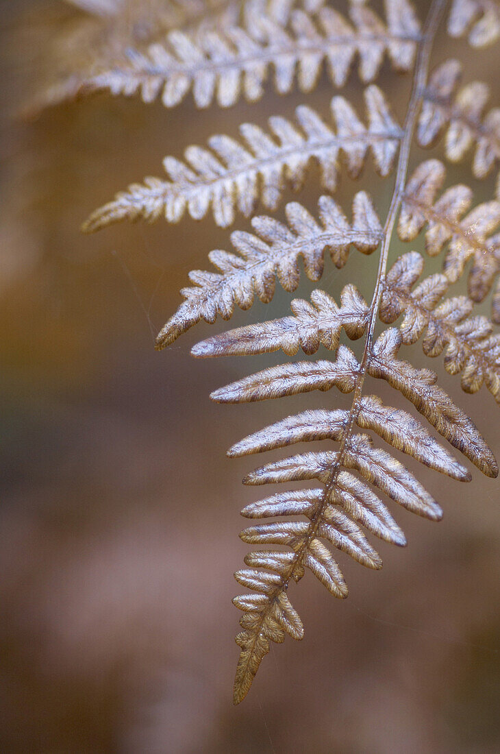 Trockener Farnwedel