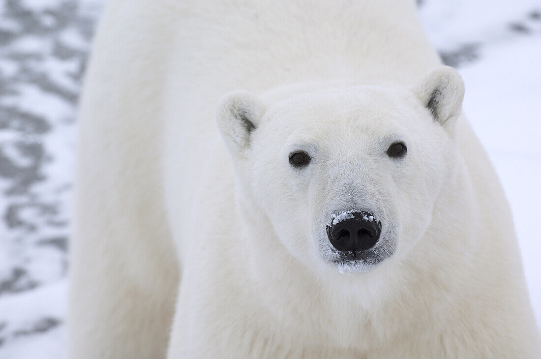 Portrait of Polar Bear, Churchill, Manitoba, Canada