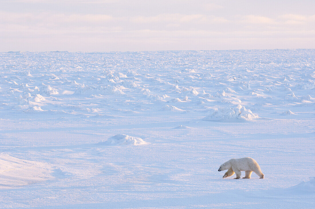 Eisbär auf dem Eis, Churchill, Manitoba, Kanada