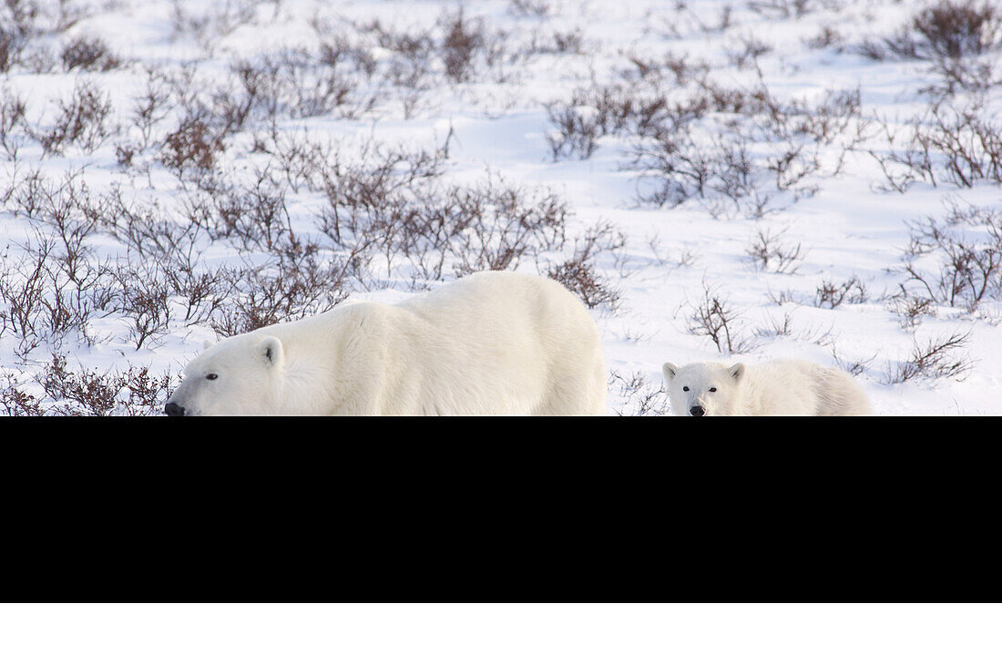 Eisbärenmutter mit Jungtier, Churchill, Manitoba, Kanada
