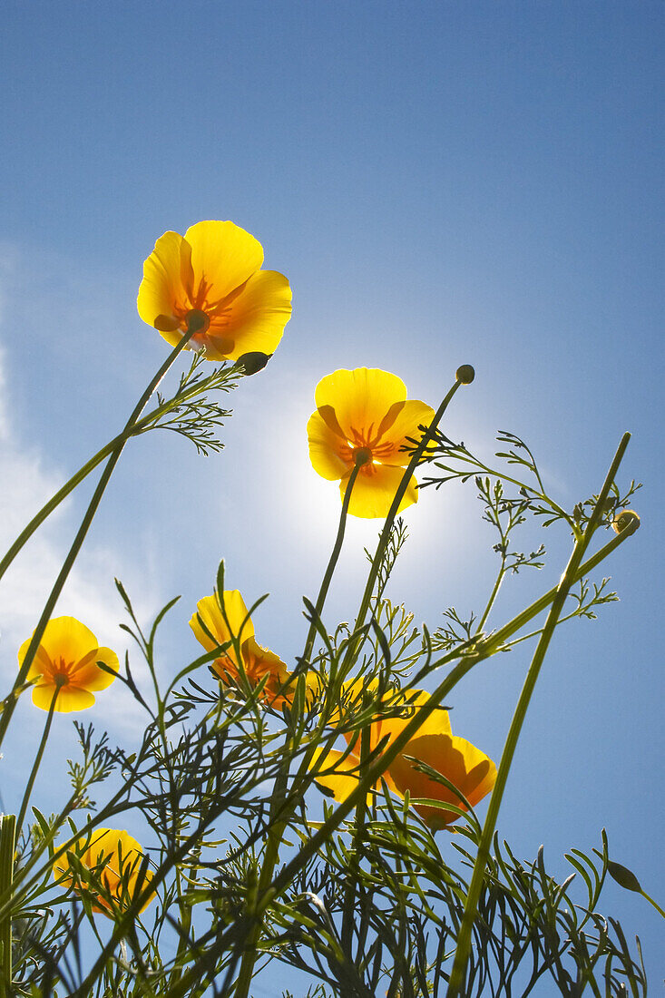 California Poppies