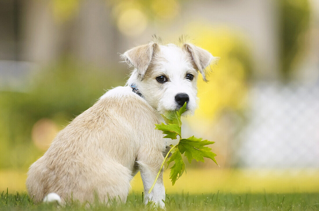 Portrait of Puppy