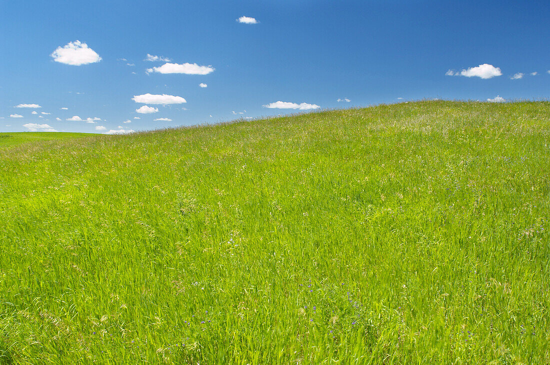 Green Grass and Blue Sky