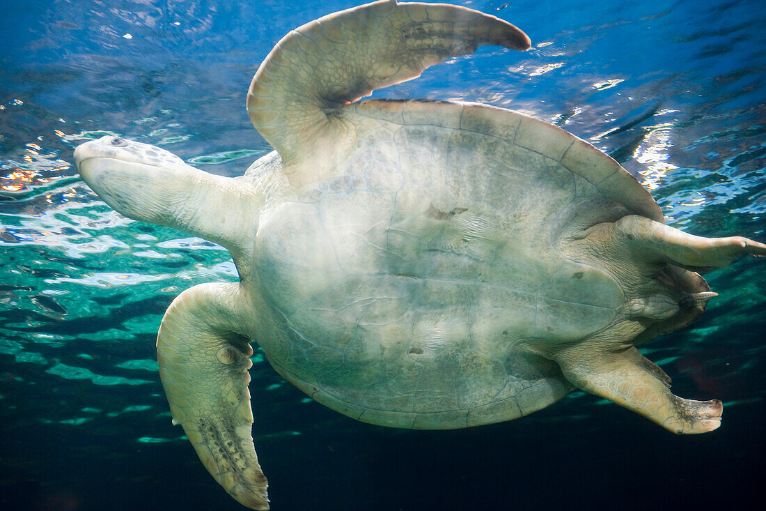 Meeresschildkröte, Vancouver Aquarium, Vancouver, Britisch-Kolumbien, Kanada