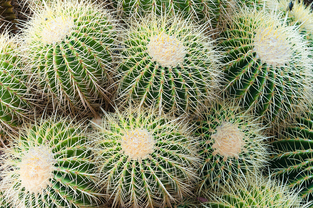 Barrel Cactus