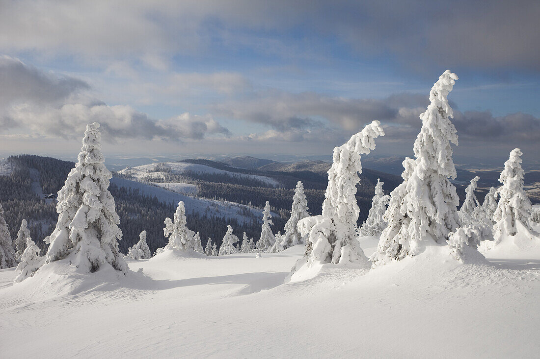 Schneebedeckte Fichten im Winter, Großer Arber, Bayerischer Wald, Bayern, Deutschland