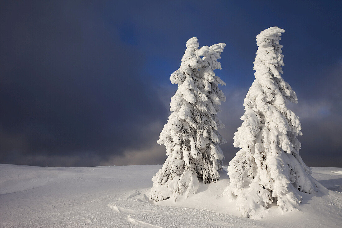 Snow-covered Spruce Trees in Winter, Grosser Arber Mountain, Bavarian Forest, Bavaria, Germany